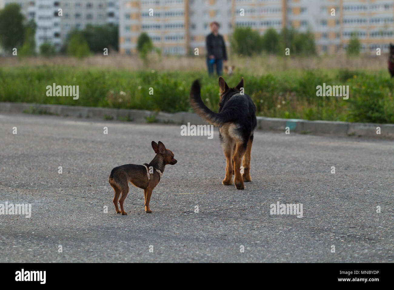 Terrier toy russe et un chiot chien alsacien pour une promenade dans la ville, la lumière du soir Banque D'Images