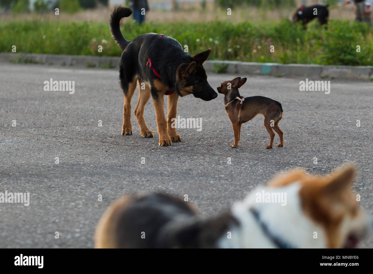 Terrier toy russe et un chiot chien alsacien pour une promenade dans la ville, la lumière du soir Banque D'Images