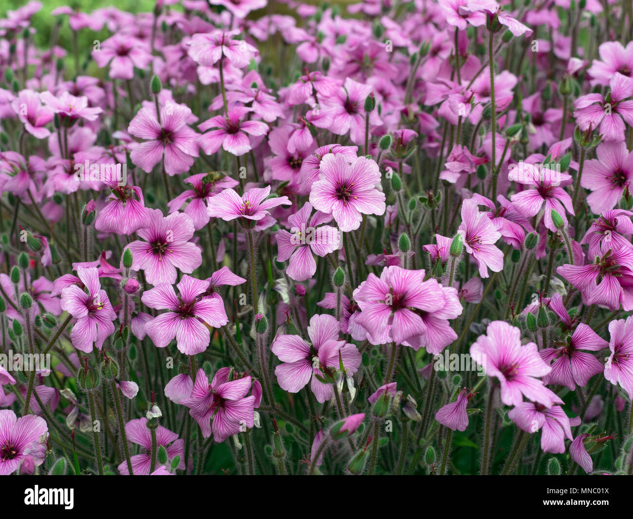 Fleurs de Geranium maderense, connu sous le nom de herbe géant-Robert ou géranium sanguin Madère Banque D'Images