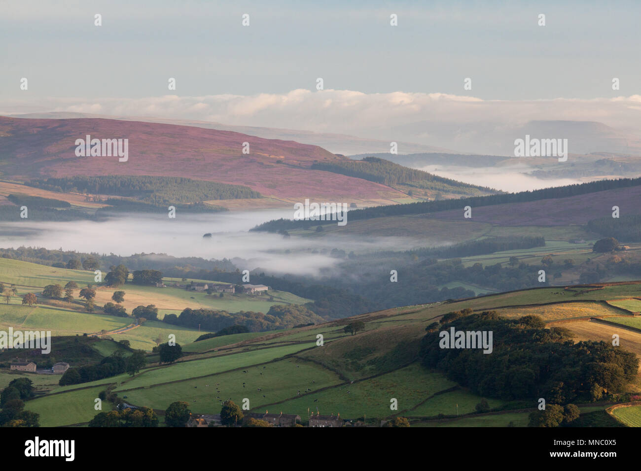 Été bruyère dans les Yorkshire Dales Banque D'Images