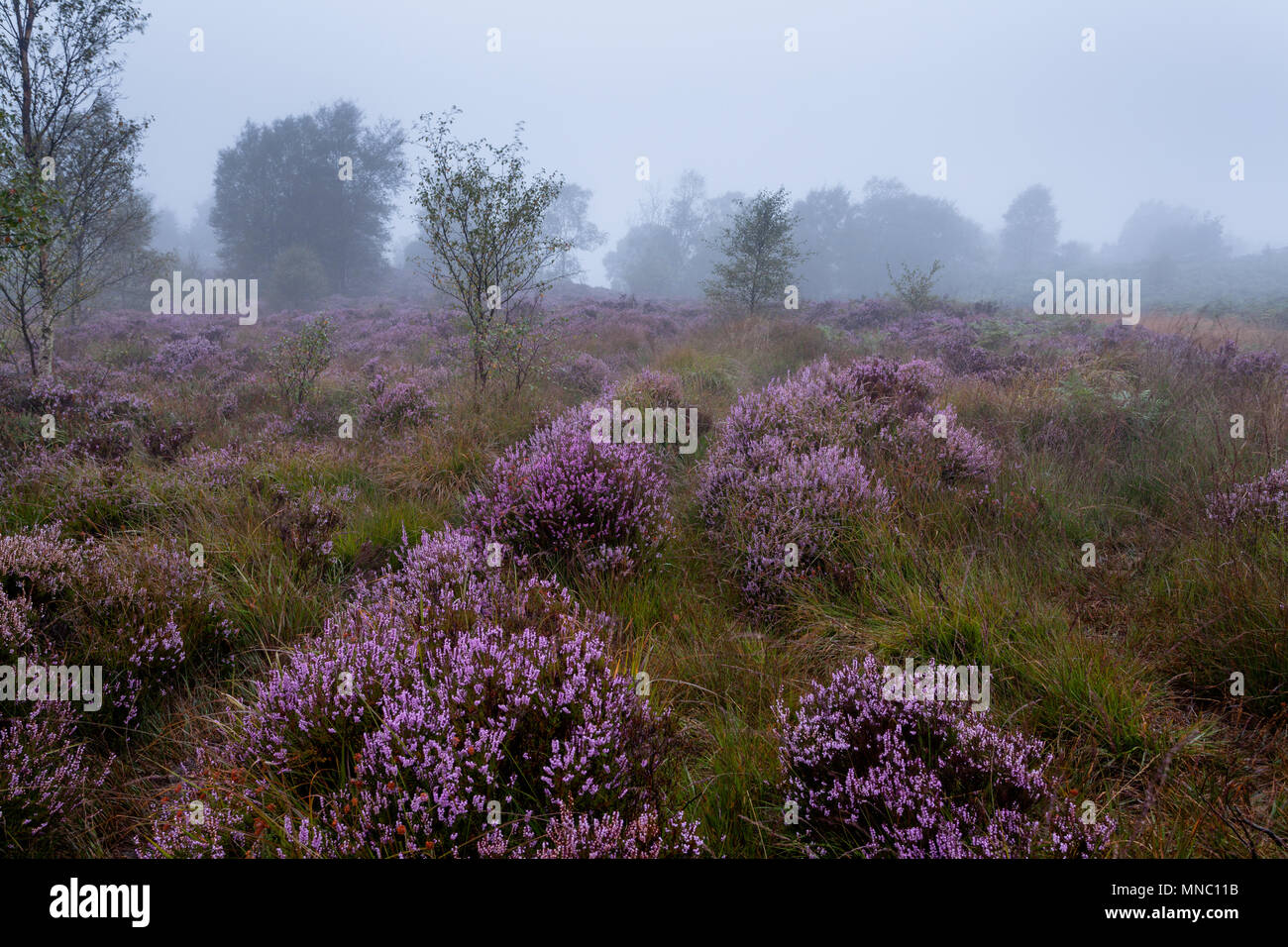 Été bruyère dans les Yorkshire Dales Banque D'Images