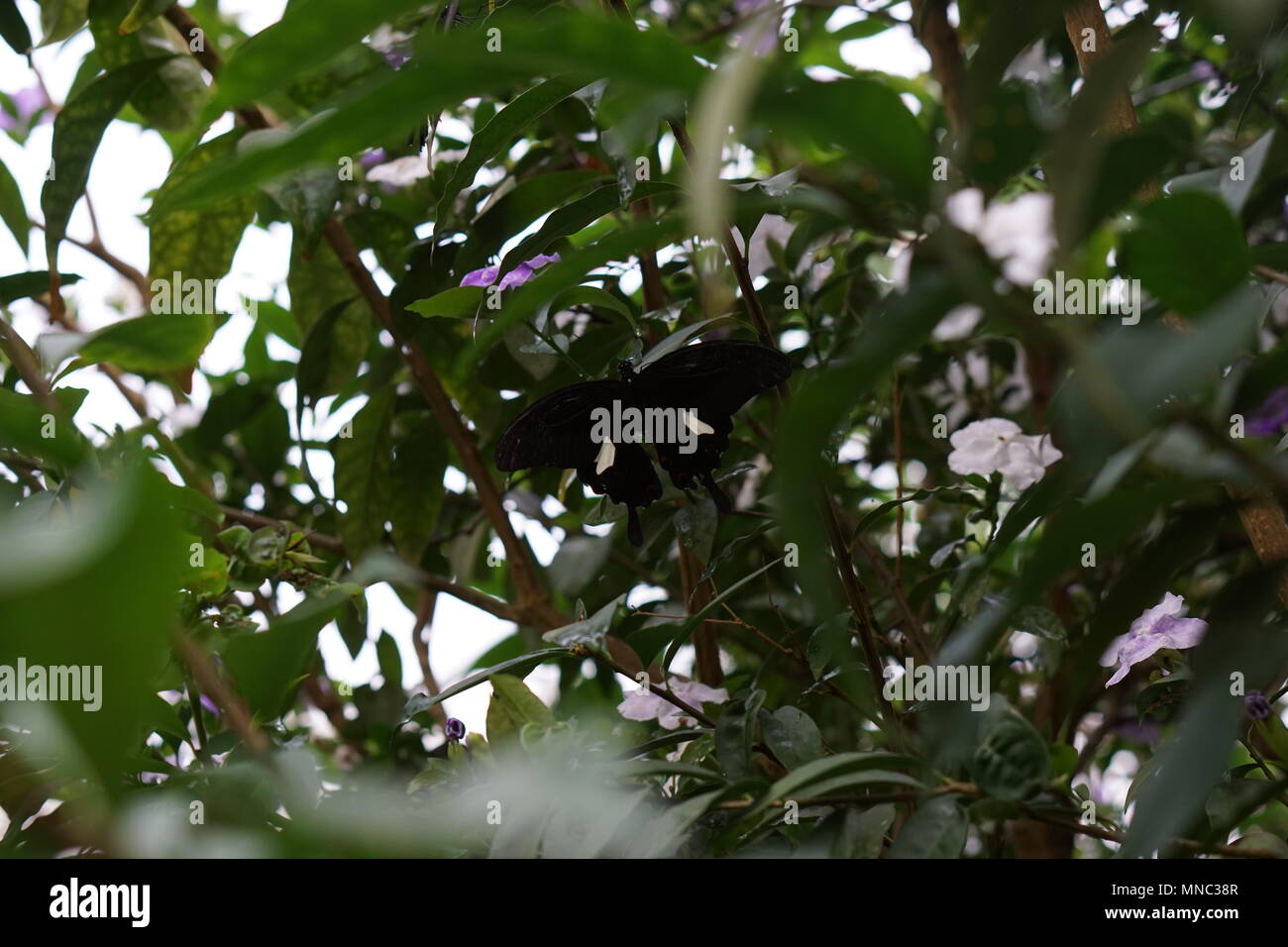 Un papillon noir capturé dans entre les plantes Banque D'Images
