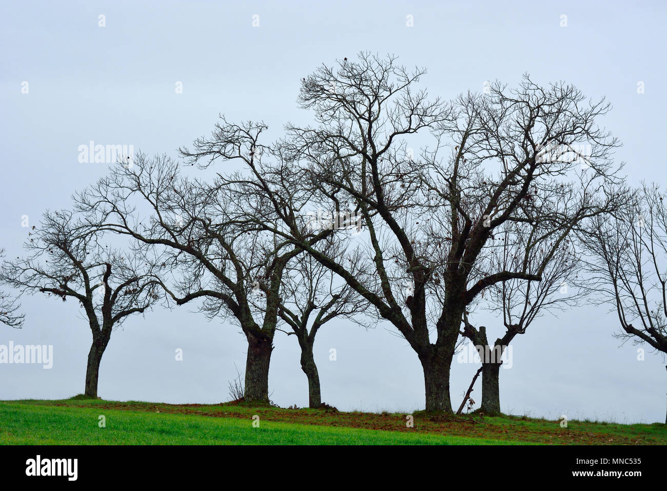 Marronniers de l'hiver. Le Parc Naturel de Montesinho, Tras-os-Montes. Portugal Banque D'Images