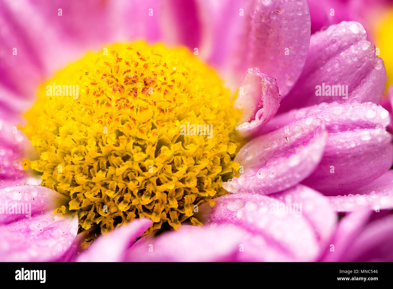 Fleur de chrysanthème rose gros plan centre macro, montrant beaucoup de détails et de gouttelettes d'eau sur les pétales Banque D'Images