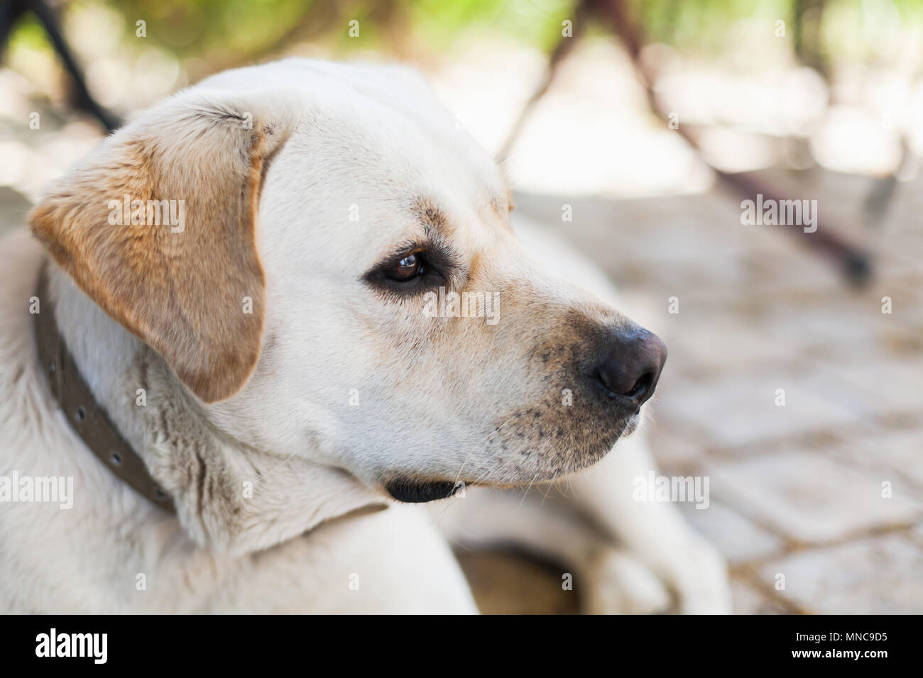 Portrait de profil de white Labrador Retriever dog Banque D'Images