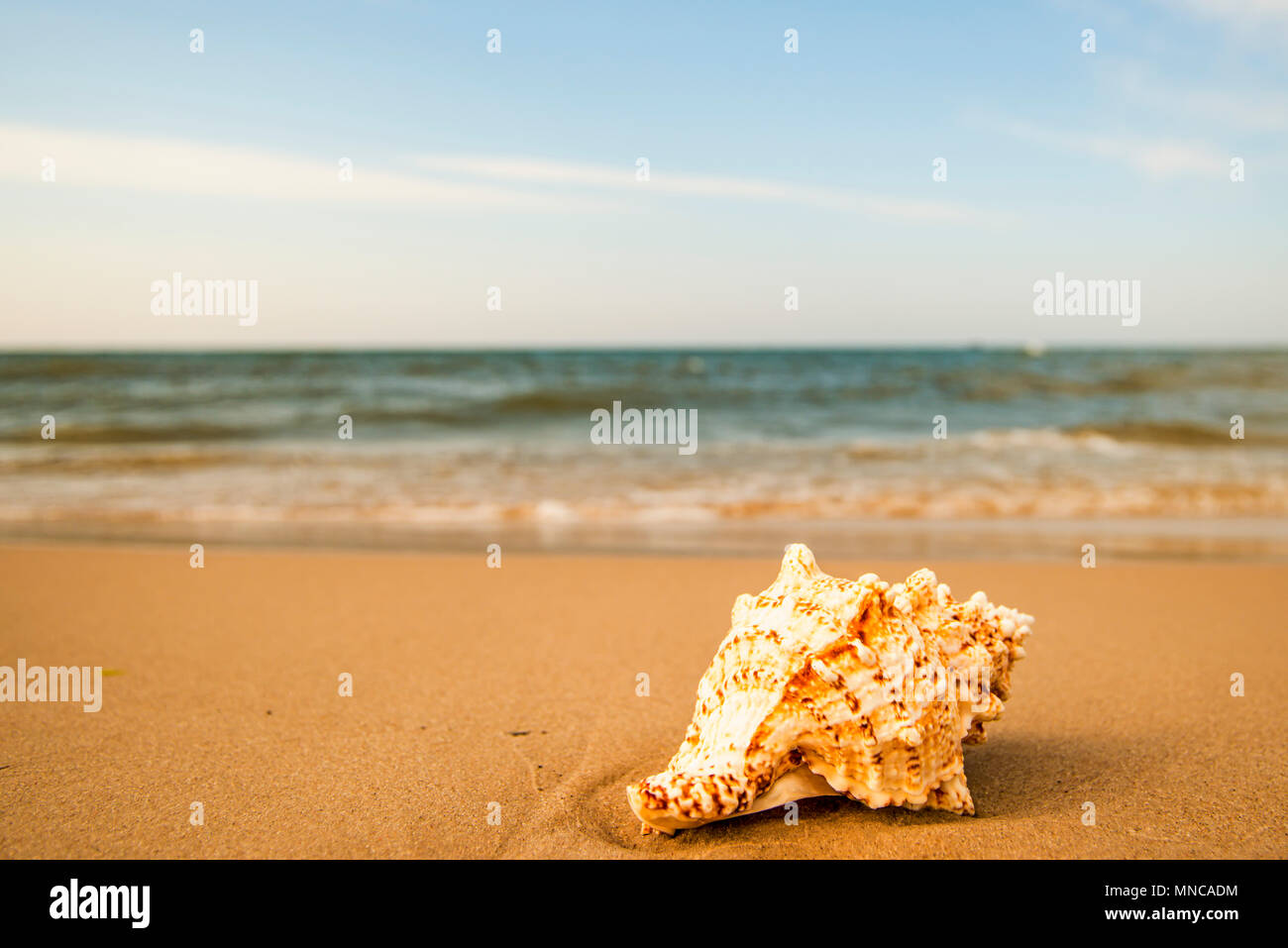 Grenouille géant Shell sur une plage de surf Banque D'Images