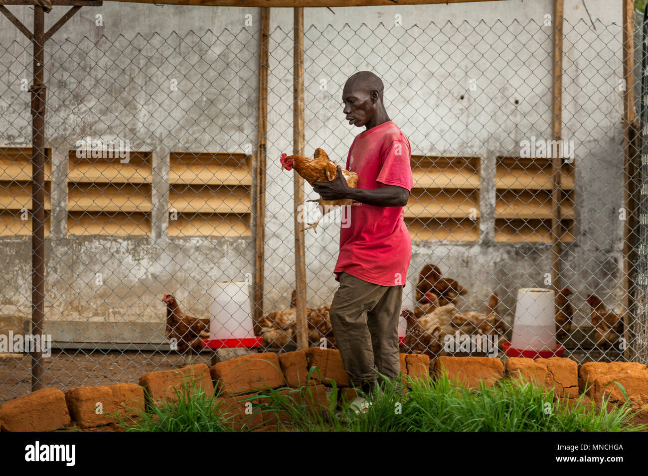Yongoro, Sierra Leone - 31 mai 2013 : l'Afrique de l'Ouest, homme inconnu travaillant avec le poulet à Yongoro Plage en face de la capitale de la Sierra Leone, Banque D'Images