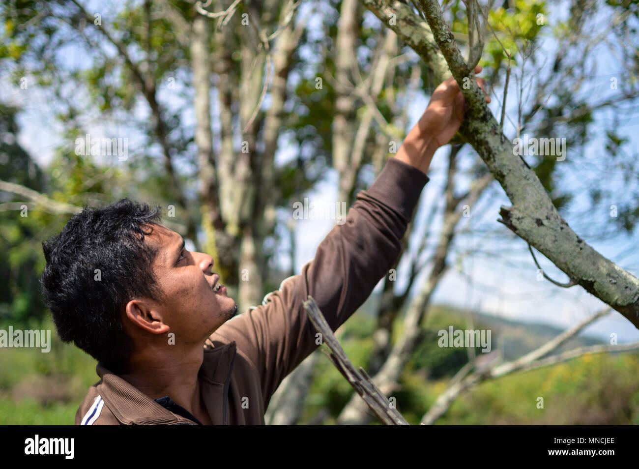 Sumatra, Indonésie - 15 janvier 2018 : agriculteur se trouve à côté de sa gousse arbre en île Samosir, Lac Toba, Sumatra, Indonésie Banque D'Images