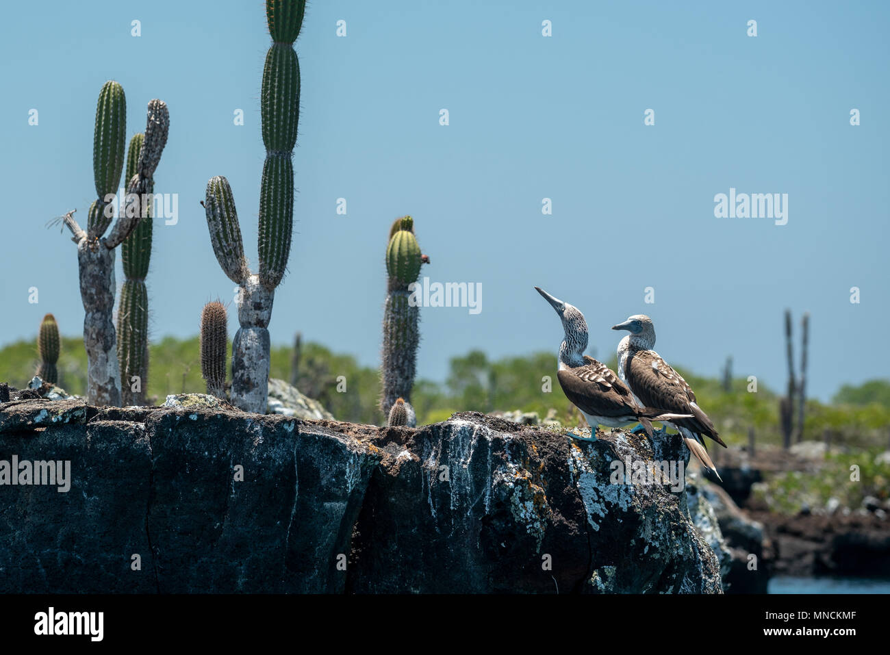 Blue-footed boobies (Sula nebouxii) et cactus candélabres sur la côte de l'île Isabela, îles Galapagos, en Équateur. Banque D'Images