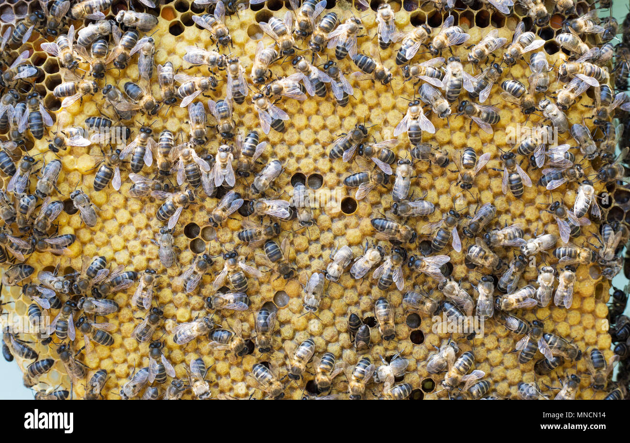 Les abeilles à miel espagnol "Apis mellifera" sur comb en Andalousie, Espagne Banque D'Images