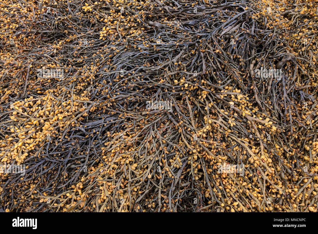 Fucus vésiculeux (Fucus vesiculosus), Péninsule de Snæfellsnes, à l'ouest de l'Islande, Islande Banque D'Images