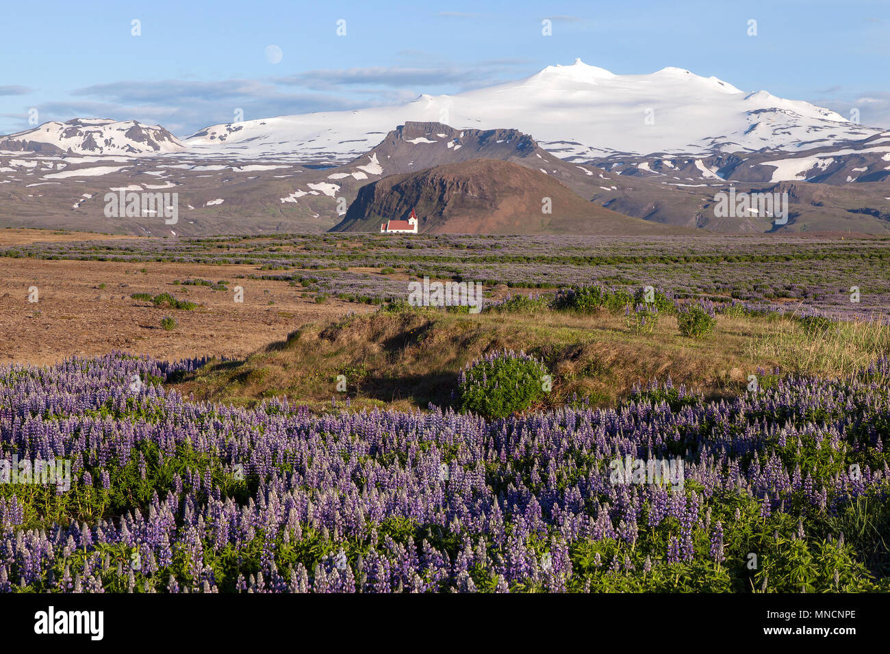 Paysage avec blue Nootka lupins (Lupinus nootkatensis), église paroissiale Ingjaldshóll en face du volcan Sneffels couverte de neige Banque D'Images