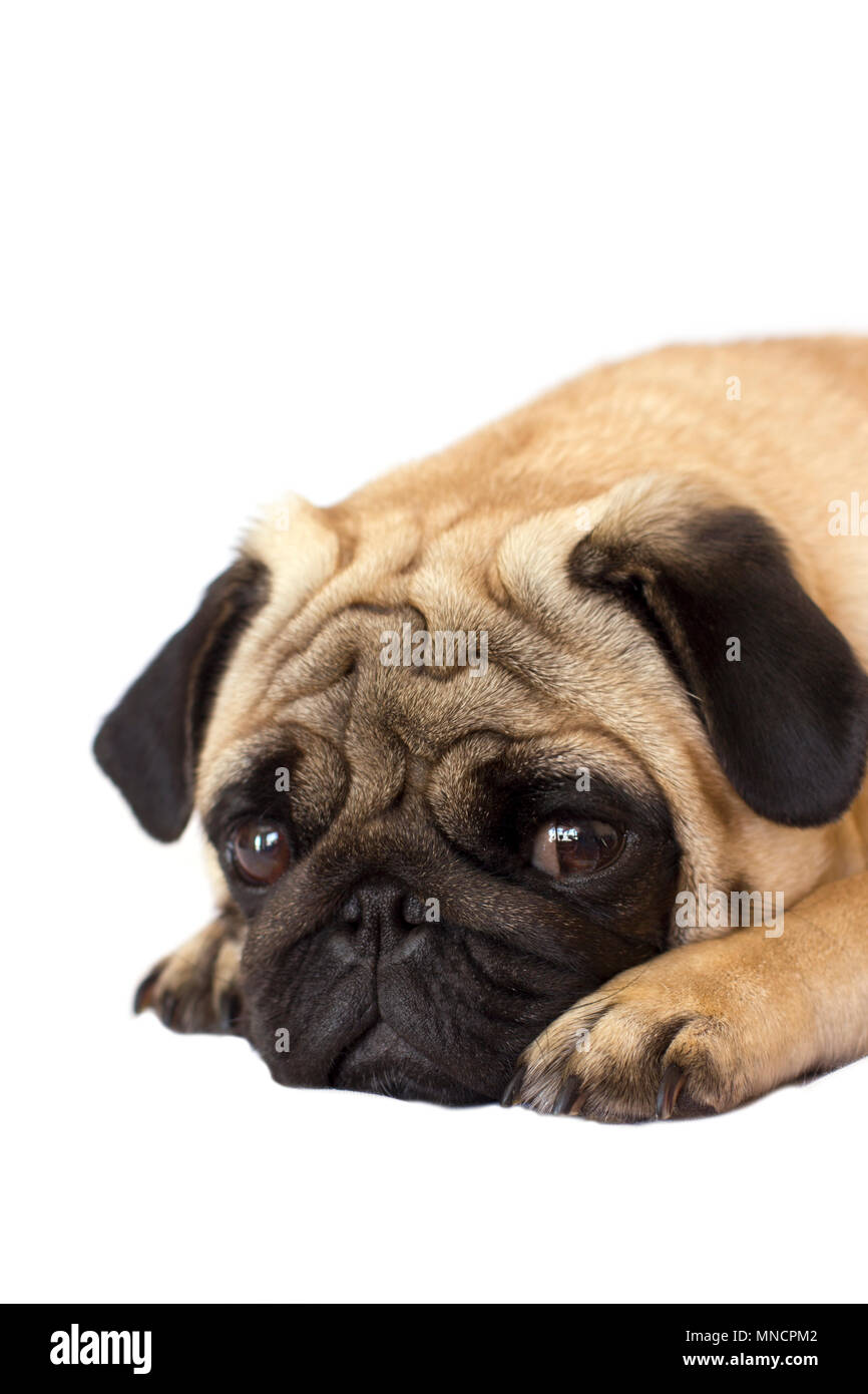 Le PUG dog isolés. À la triste avec les gros yeux Banque D'Images