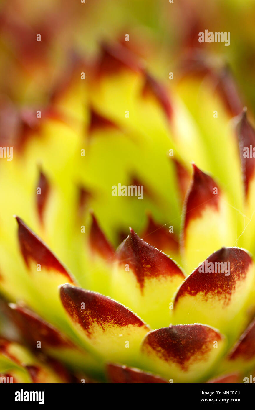 Houseleek. Sempervivum tectorum. Banque D'Images