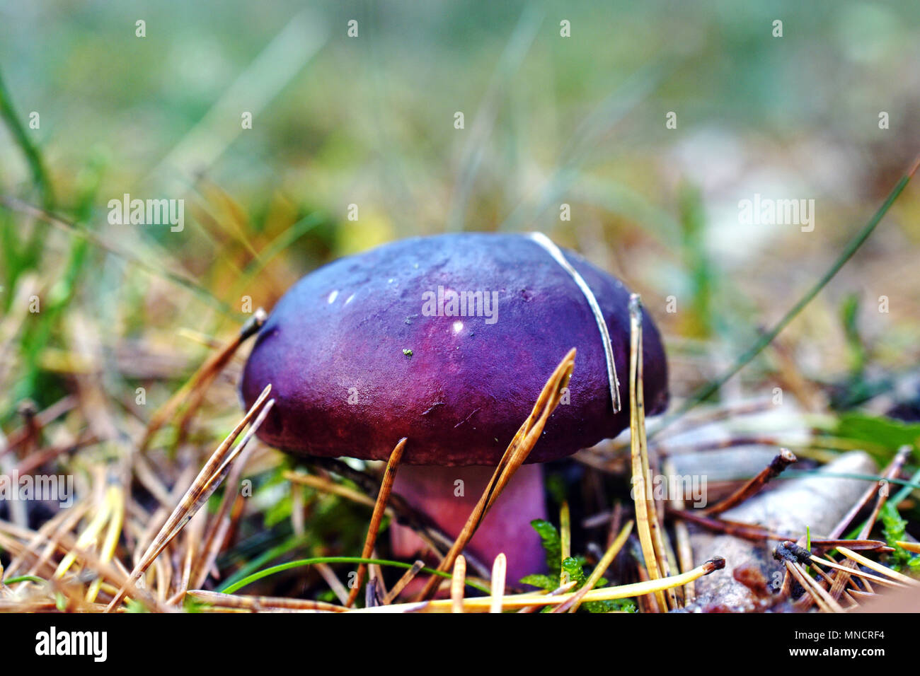 Russula queletii champignon macro fond papier peint Banque D'Images