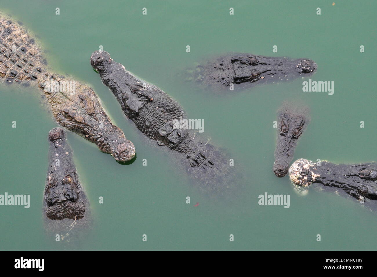 Les crocodiles, Thaïlande, Reptiles, peu profond et long corps, d'armure, grande bouche, yeux et narines de haute altitude, les yeux et les narines au-dessus de l'eau, reportez-vous à respirer Banque D'Images