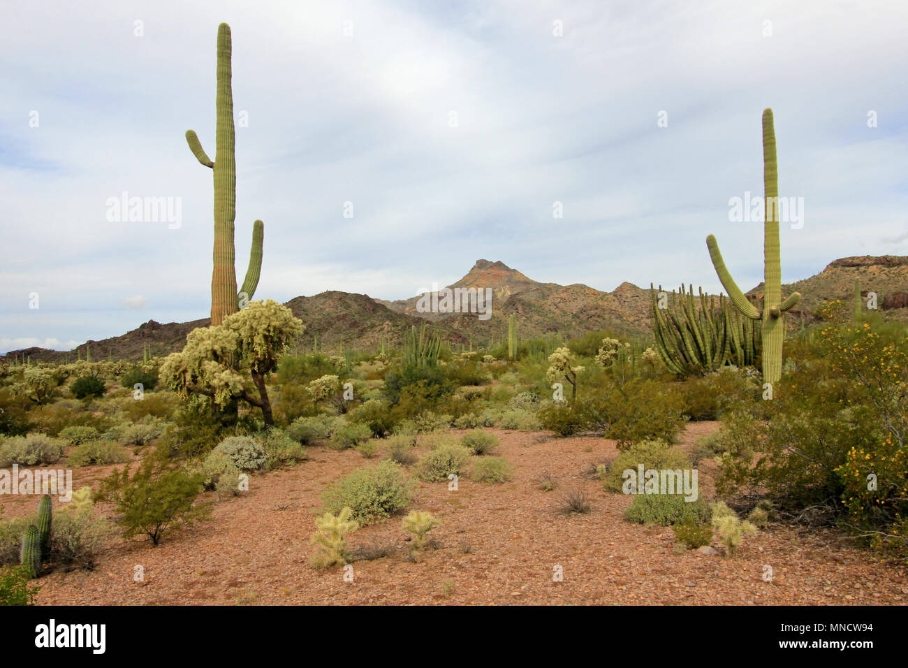 Différentes espèces de cactus en Cactus tuyau d'Organe National Monument, Arizona, USA Banque D'Images