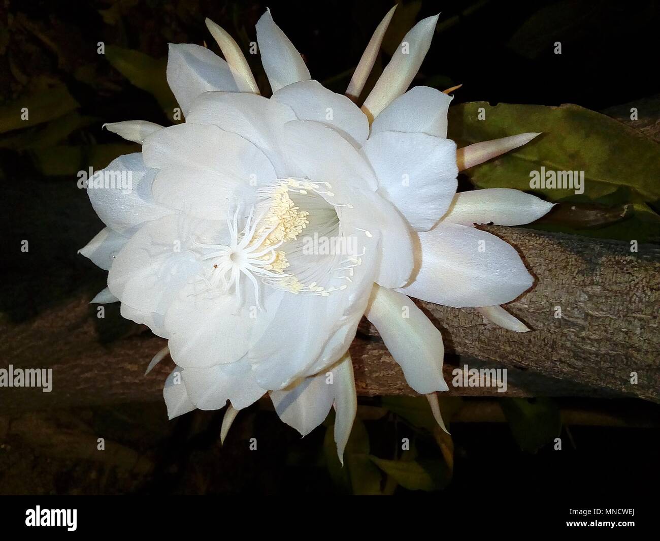Image fleurs fleurs brahma kamal fleurs exotiques fleurs rares Banque D'Images
