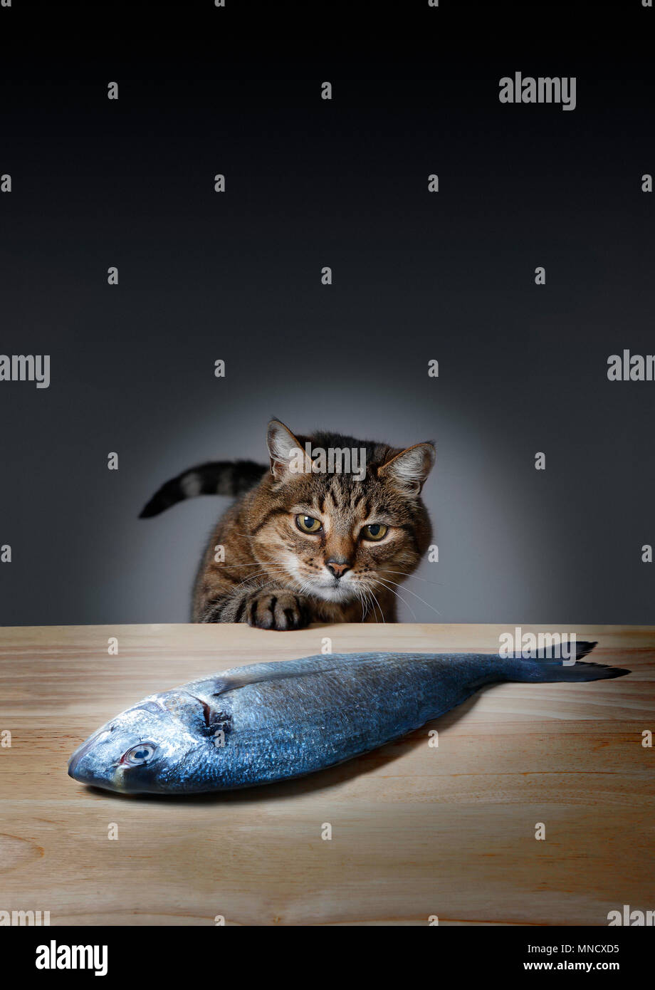 Le Vol D Un Chat Les Poissons Frais De La Table Tom Cat Decouvre Une Ecaille De Poisson Frais Frais Sur La Table De La Cuisine Numero 1 D Une Serie De 4 Images Le Vol D Un Chat Les Poissons Frais De La Table Tom Cat Decouvre Une Ecaille De Poisson Frais Frais Sur La Table De La Cuisine Numero 1 D Une Serie De 4 Images