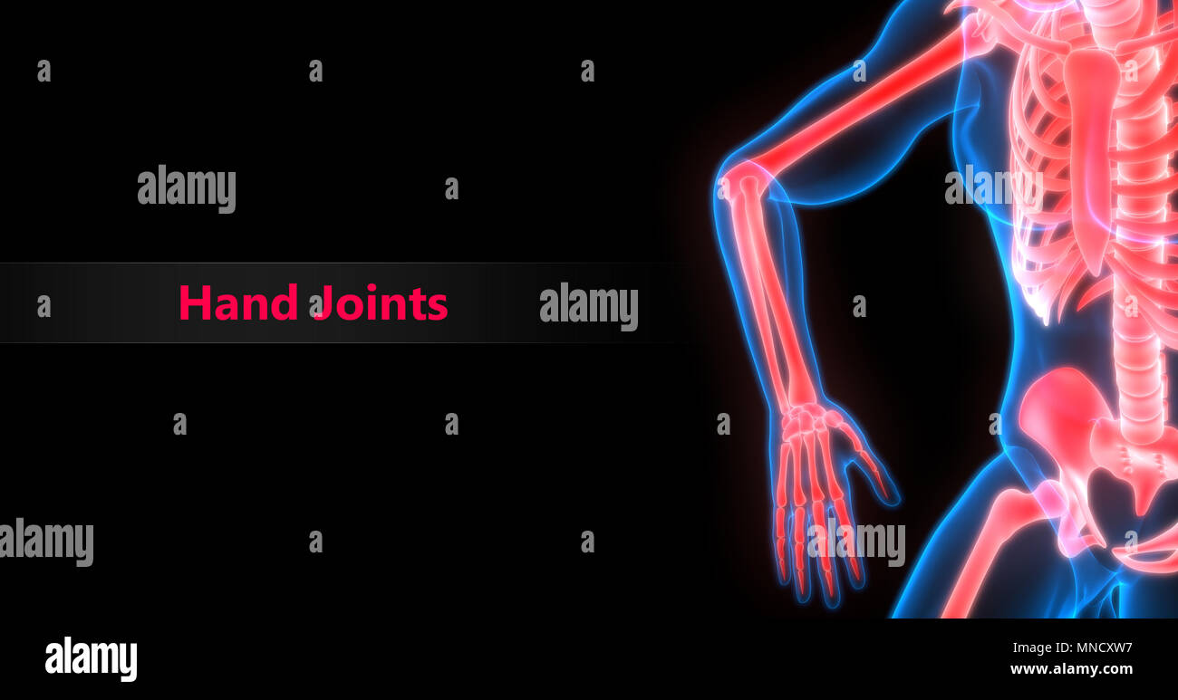 Système de squelette humain Anatomie des douleurs osseuses Photo Stock Alamy