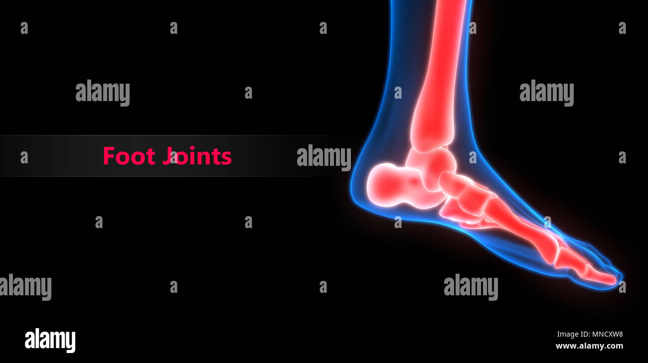 Système de squelette humain Anatomie des douleurs osseuses Banque D'Images