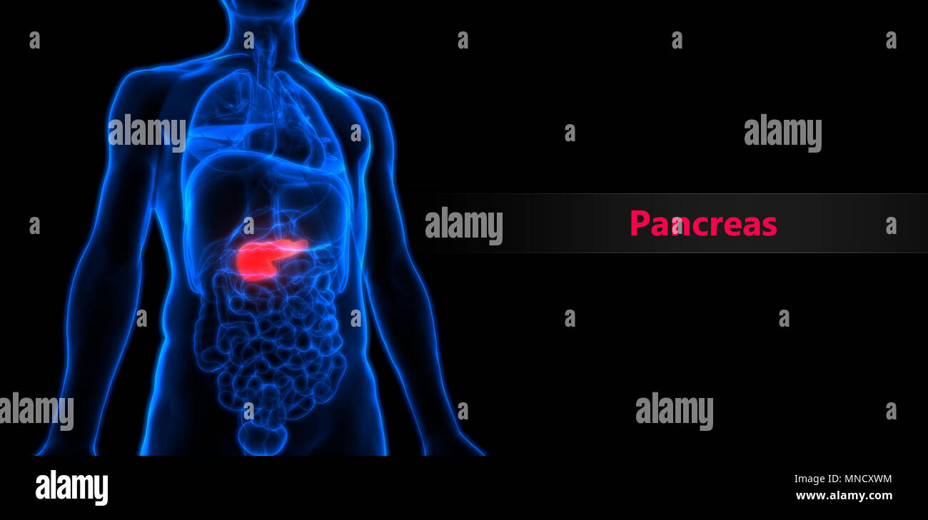 Les organes internes du corps humain Anatomie du pancréas Banque D'Images