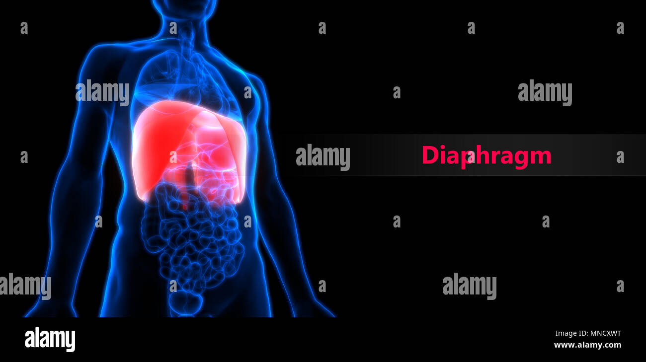 Les organes du corps humain Anatomie diaphragme Banque D'Images