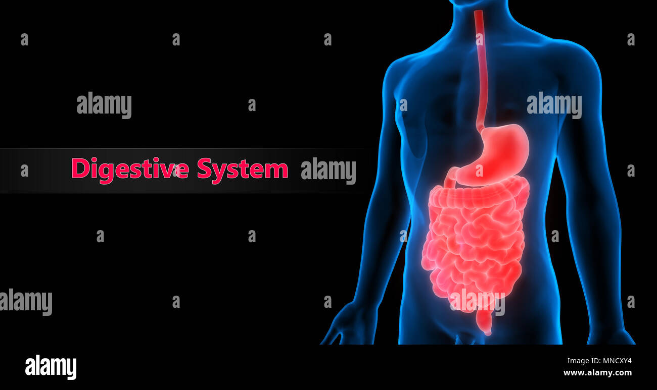 Anatomie du système digestif humain Banque D'Images