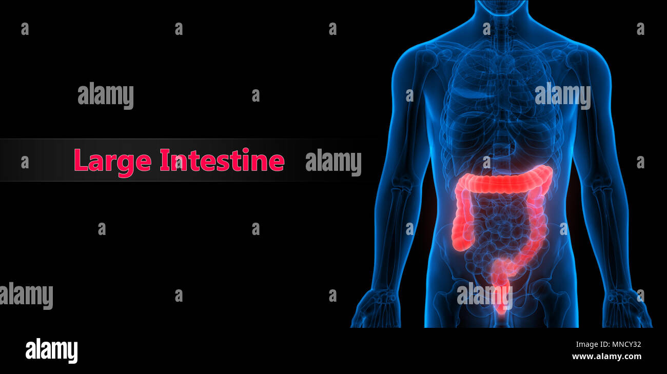 Système digestif humain Gros intestin anatomie Banque D'Images