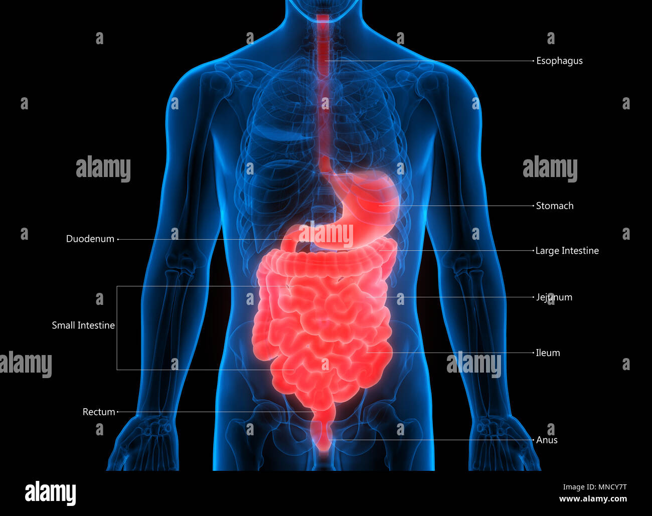 Anatomie du système digestif humain Banque D'Images
