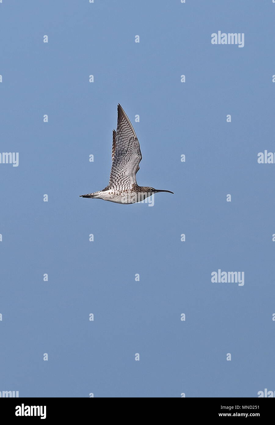 Courlis corlieu (Numenius phaeopus) adulte en vol au-dessus de la mer au large des côtes de Bretagne, la France peut Banque D'Images