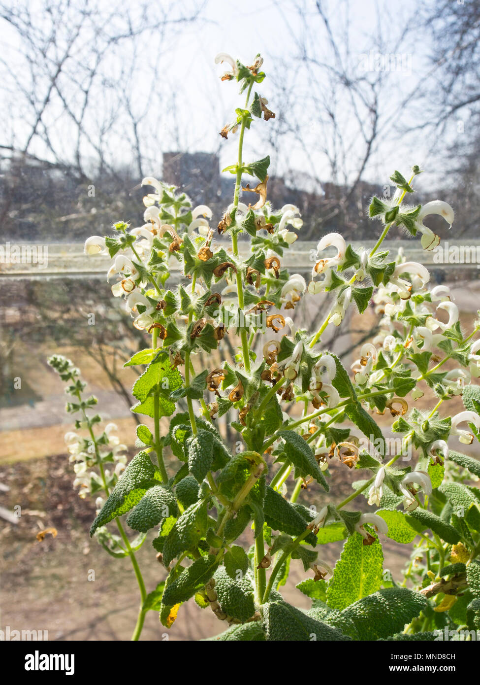 La Dominique, la Dominique Salvia sauge, un arbuste vivace originaire de la Méditerranée orientale, elle a trouvé l'abaissement dans le jardin botanique d'Oslo Norvège Banque D'Images