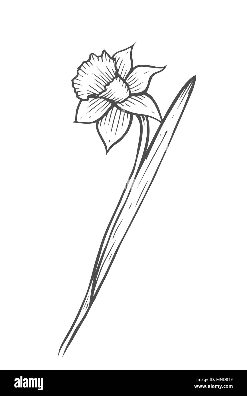 La main de narcissu fleur. Vector art gravé fleurs jardin de printemps. Monocrome croquis. Bon pour partie de la décoration de mariage, carte de voeux, flyer, Illustration de Vecteur