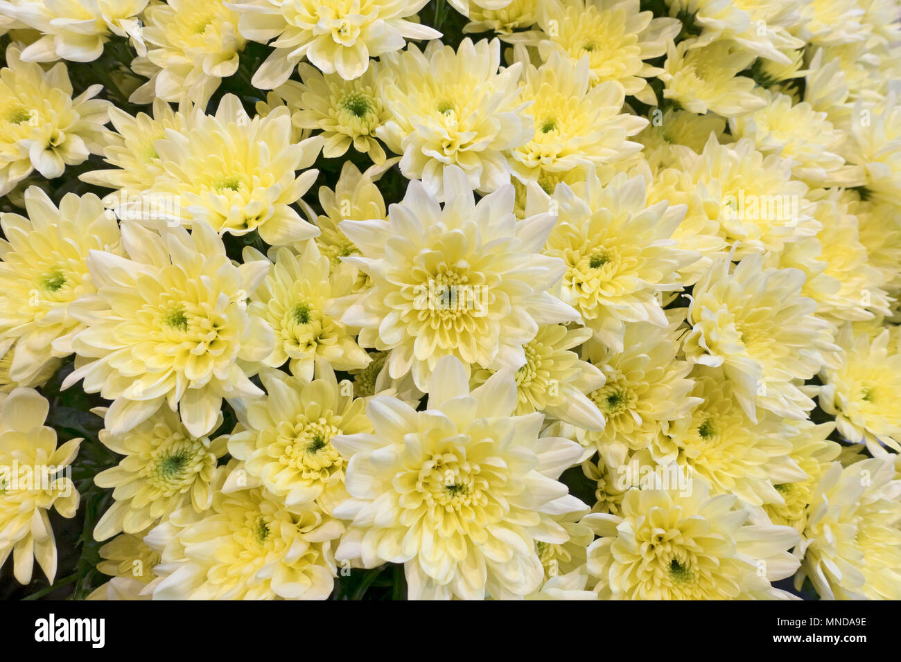 Gros plan de chrysanthèmes jaune pâle fleurs chrysanthème fleur Angleterre Royaume-Uni GB Grande-Bretagne Banque D'Images