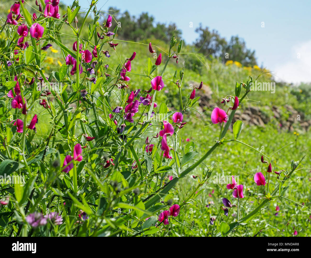 Fleurs rose cerise frappant de Tanger pea Lathyrus tingitanus par de plus en plus d'un contrôle routier dans le nord de La Gomera dans les canaries Banque D'Images
