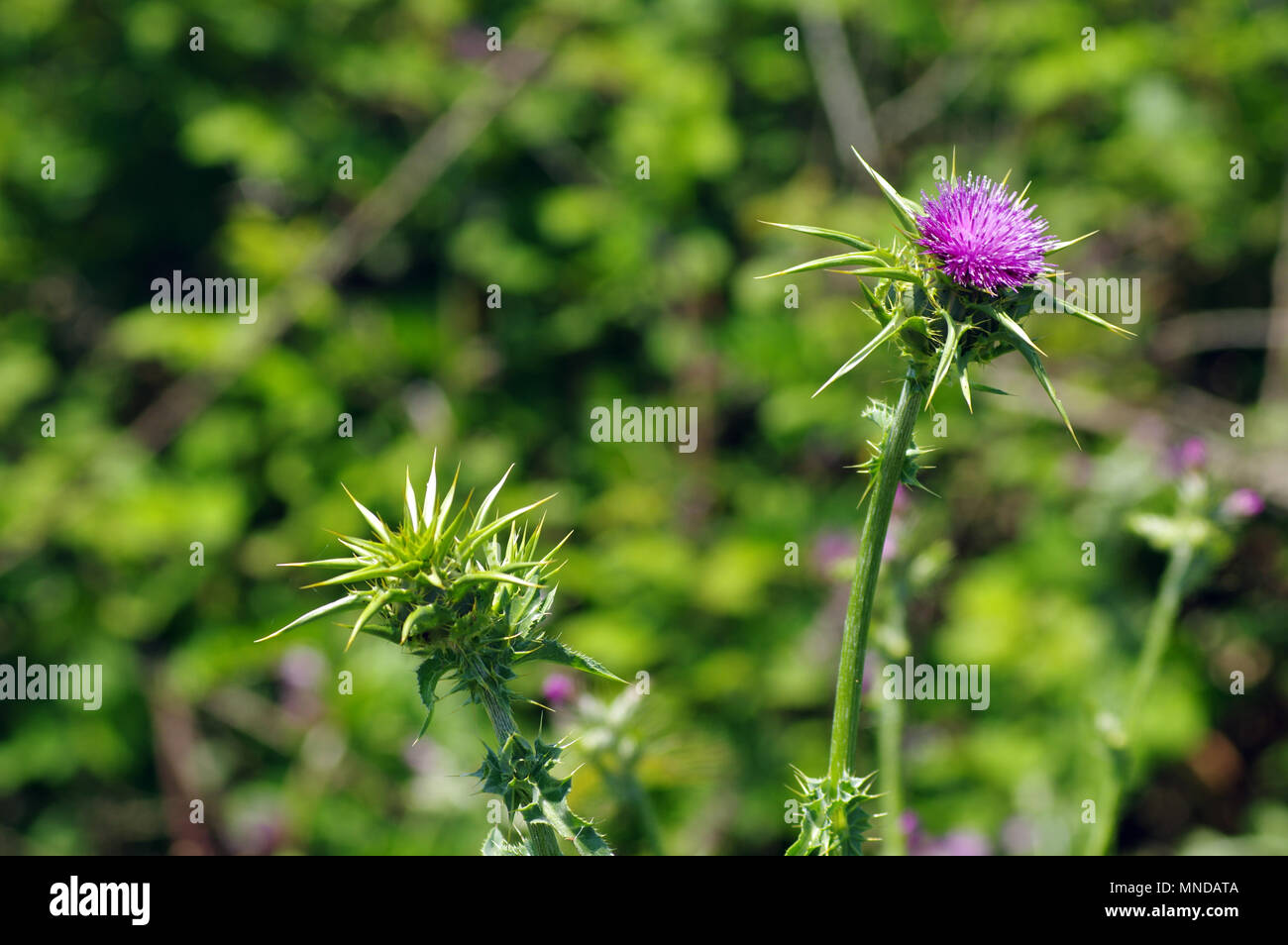Chardon sauvage (silybum marianum) close-up Banque D'Images