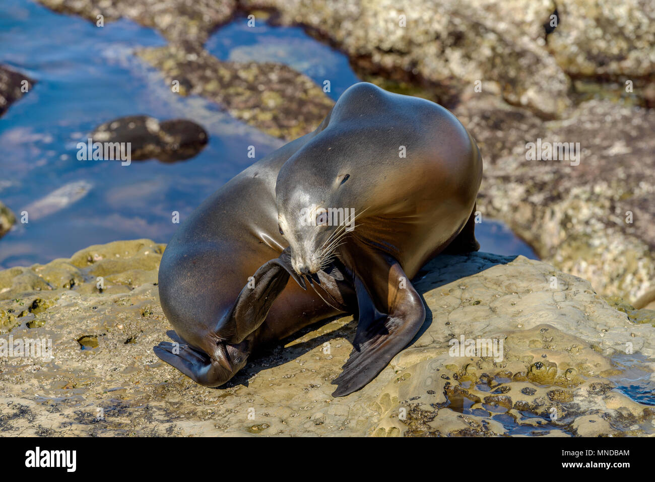 Sea Lion mignon - un jeune lion reposant sur la mer et l'auto-toilettage sur une zone rocheuse à bord de La Jolla Cove, San Diego, Californie, USA. Banque D'Images