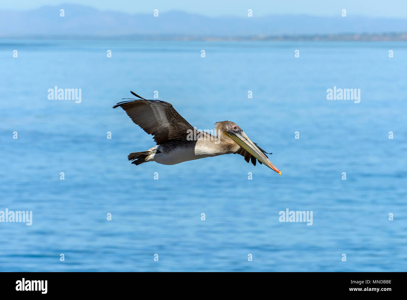 Pelican en vol - un pélican brun survolant l'océan bleu à La Jolla Cove, San Diego, Californie, USA. Banque D'Images