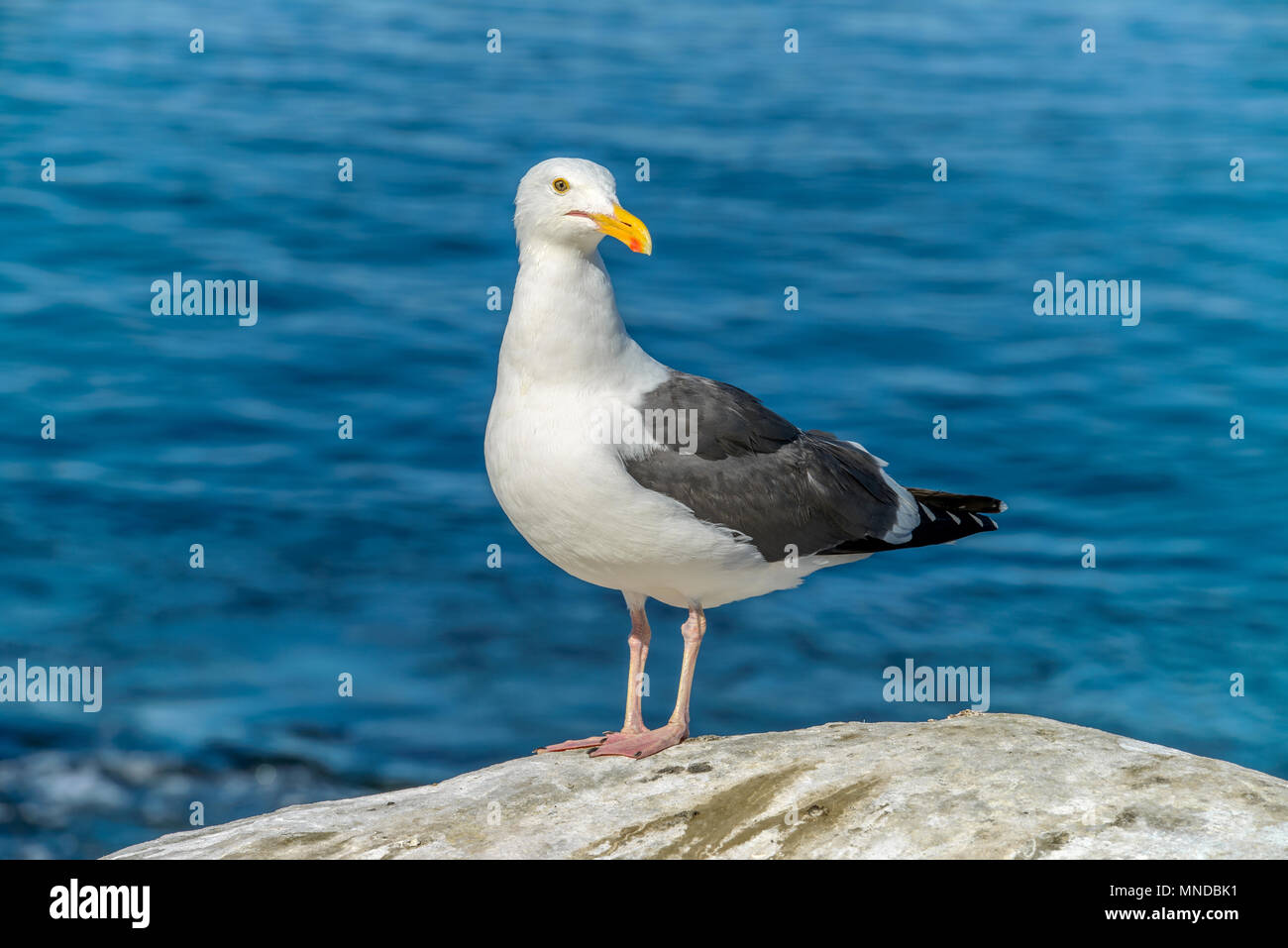 Seagull Close-up - Une vue rapprochée d'une mouette debout sur une station rock et tournant la tête vers la caméra. La Jolla Cove, San Diego, CA, USA. Banque D'Images