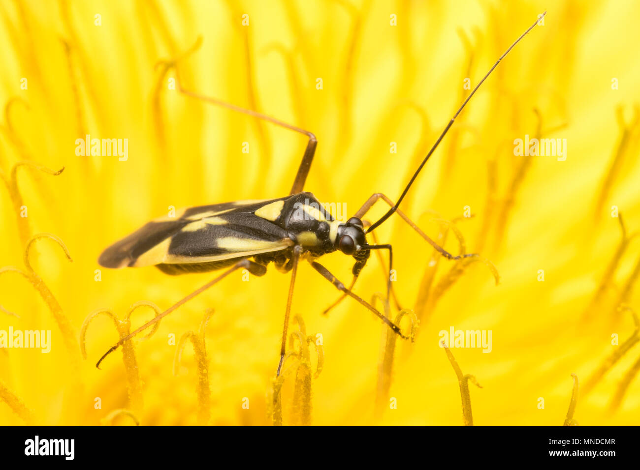 Grypocoris stysi punaises mirides reposant sur des fleurs de pissenlit. Tipperary, Irlande Banque D'Images