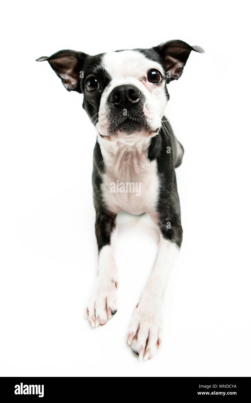 Boston terrier dog fixant Banque D'Images