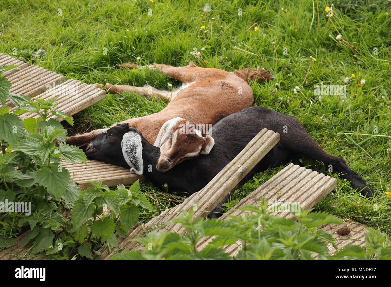 Paire De Bebe Mignon Deux Chevreaux Avec Leur Tete Qui Se Chevauchent Photo Stock Alamy