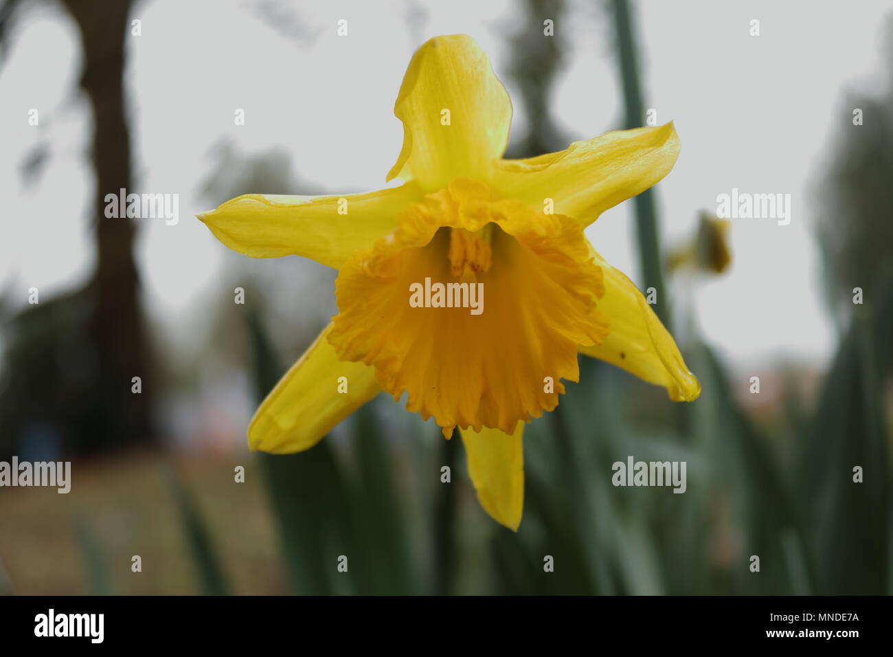 Close up jaune jonquille Banque D'Images