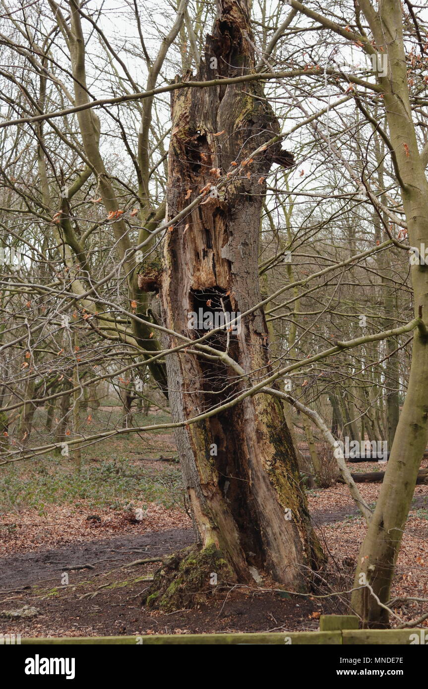 Arbre creux noueux avec des marques comme un visage effrayant. Grande pour l'Halloween Banque D'Images