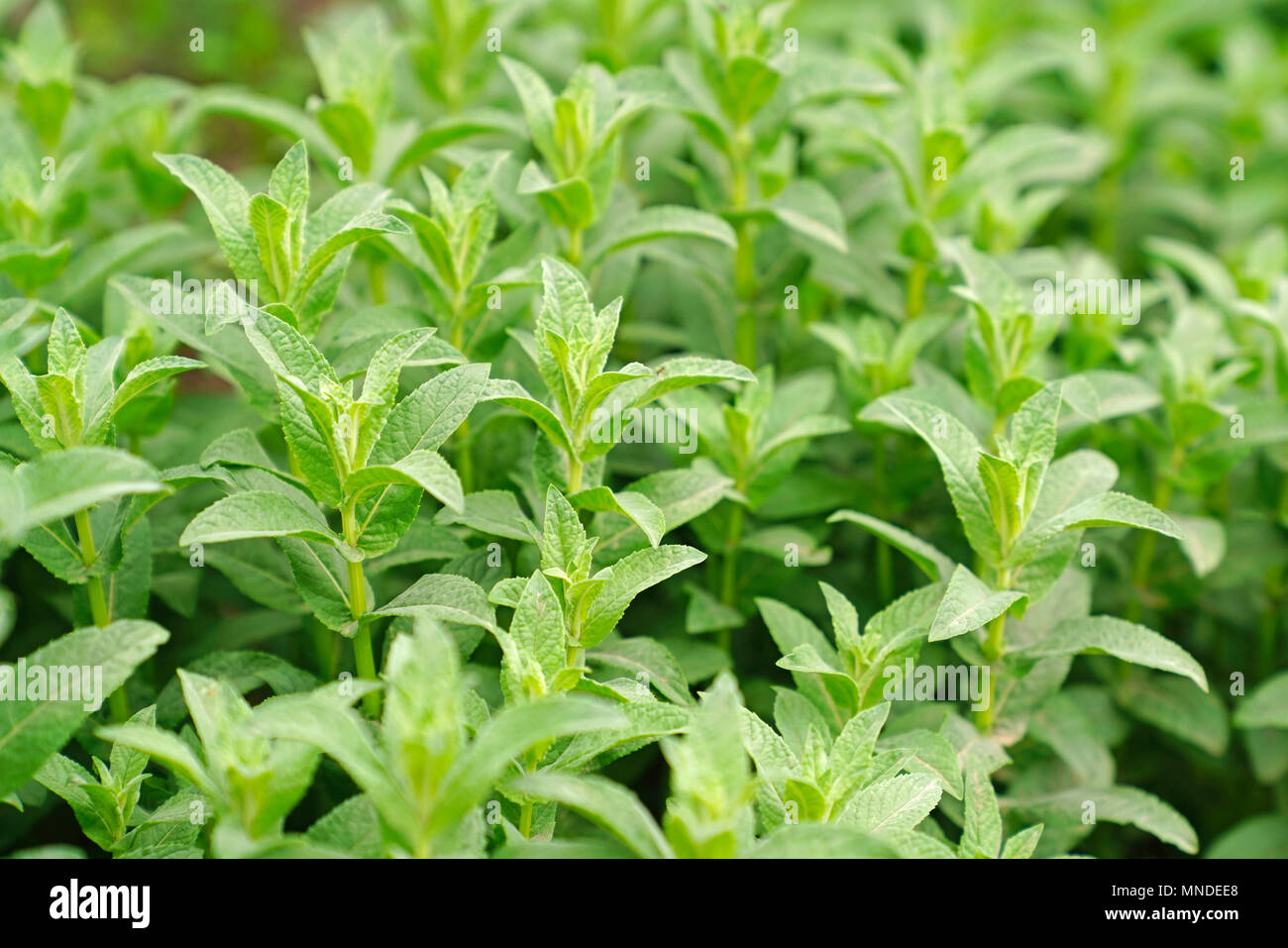 Menthe fraîche croissant dans jardin Banque D'Images