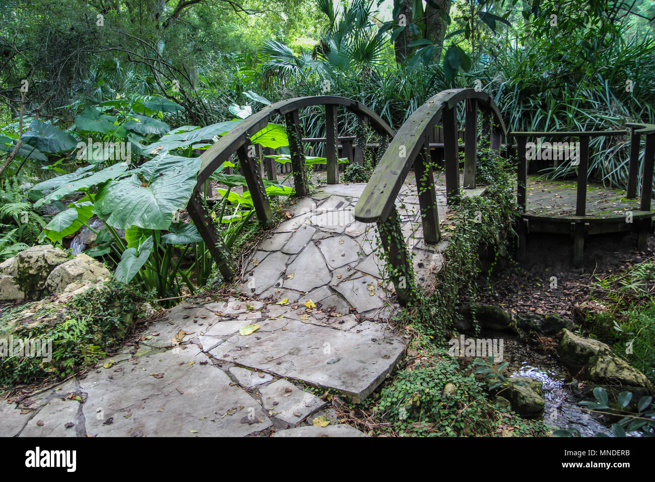 Kanapaha Botanical Gardens à Gainesville, Floride Banque D'Images