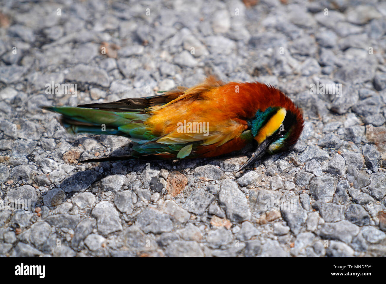 Oiseau mort bee eater Merops apiaster lying on road Banque D'Images