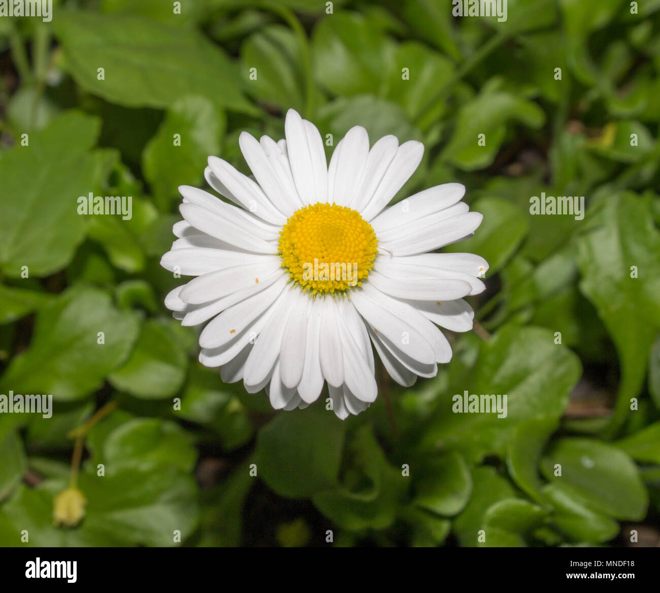Petite camomille. fleur blanche avec un centre jaune Photo Stock - Alamy