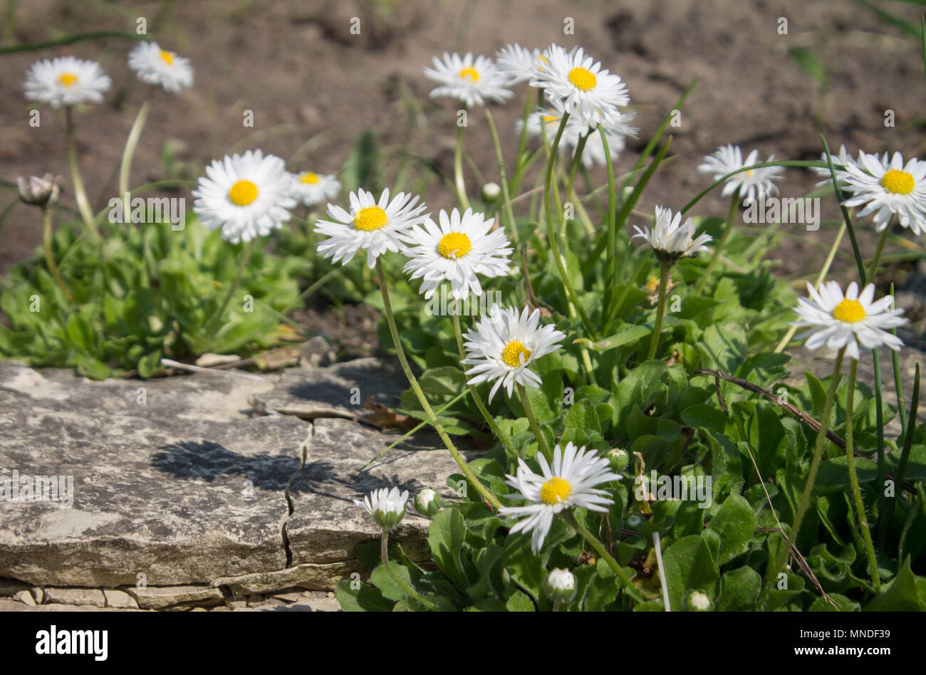Camomille. petites fleurs blanches avec un centre jaune poussent dans un  groupe Photo Stock - Alamy