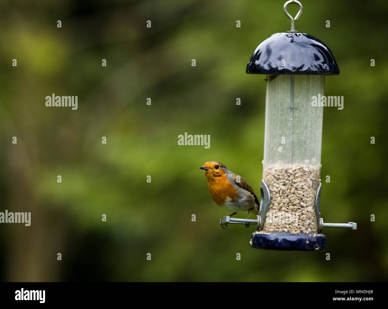 Robin sur mangeoire - Erithacus rubecula aux abords Banque D'Images